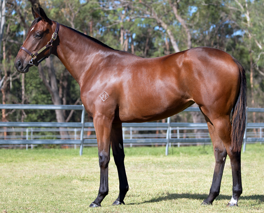 YES YES YES Ex BLOWIN IN THE WIND Bay Filly With CIARON MAHER Racing